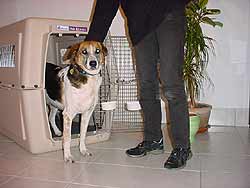 Pet Relocation