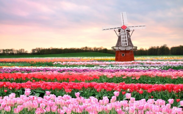 cargo-shipping-india-to-netherlands